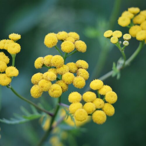 Close up of helichrysum italicum yellow flower clusters known as Immortelle or the everlasting flower used in Fatglow botanical skincare